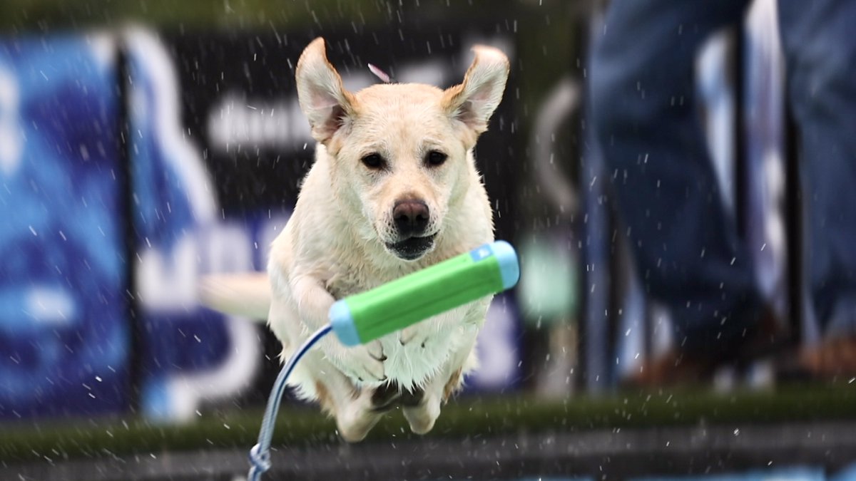#myruleofthirds #dockdogs @greenportbrew #LongIsland