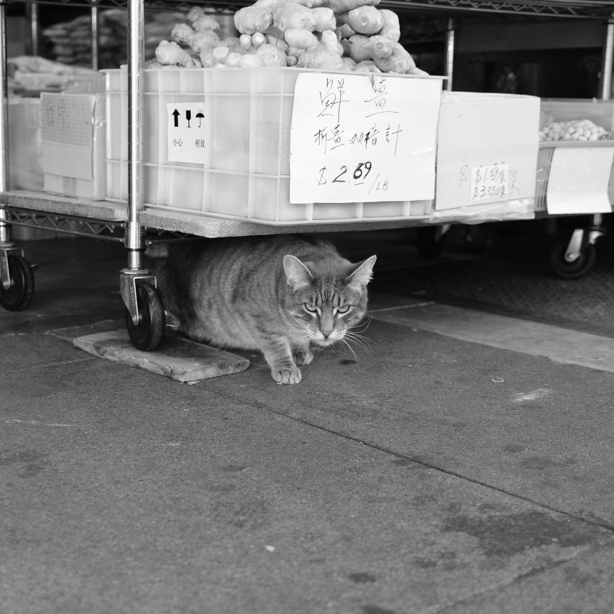 qirex's tweet photo. @CatWorkers I met an equally intense shop cat yesterday https://t.co/GVsBTgZGEK