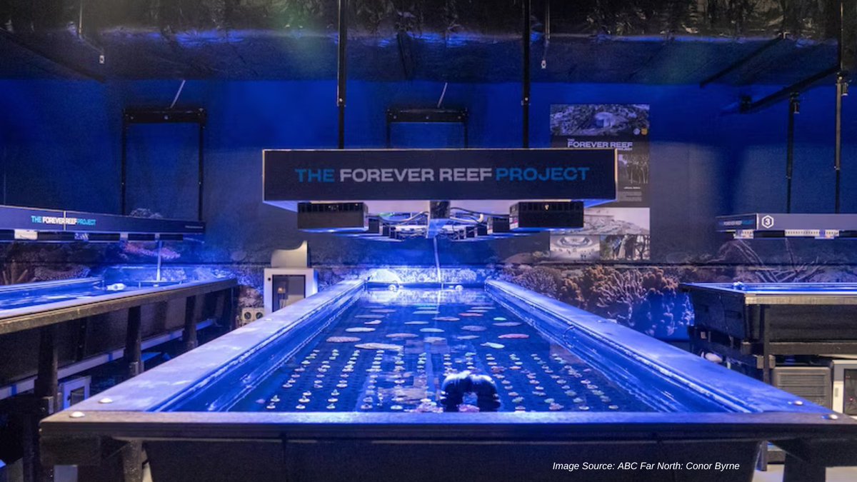 The Forever Reef Project living coral biobank has opened at Cairns Aquarium. 🐟 Using the biobank, the team can make live coral fragments, tissue samples, and genetic material available for reef research and restoration efforts. More: tinyurl.com/ejxm2ch6 #qldscience