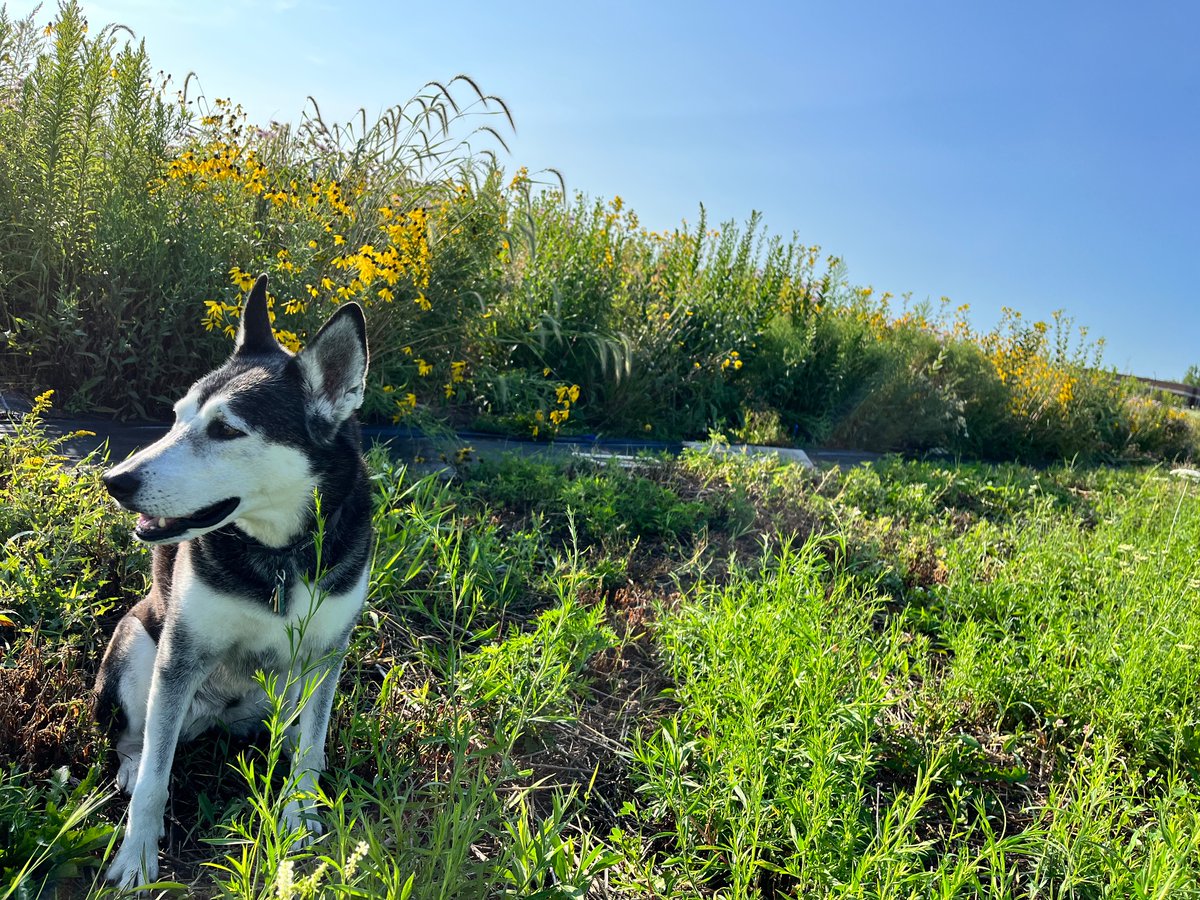 DocHPJones's tweet photo. Polar kept me company for the early morning field work at our #nsffunded experiment @NIUlive today. While I wish she would’ve scribed for me, instead she deterred rabbits from eating the legumes. She’s the goodest of girls. #joneslabdoesfieldwork https://t.co/SO1rnQFMgb