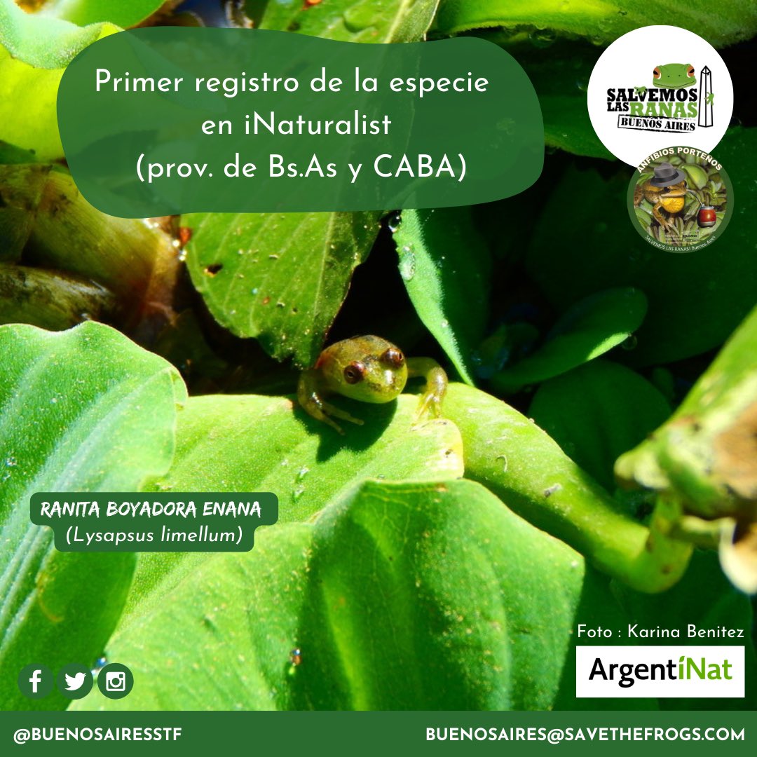 buenosairesstf's tweet photo. Muy felices de anunciar el primer registro de Ranita boyadora enana en iNaturalist (CABA y prov. de https://t.co/Md1qSFfjfy)  !!
Gracias a  @KariBenitezHyS 🐸💚 https://t.co/XBQhLhER4B