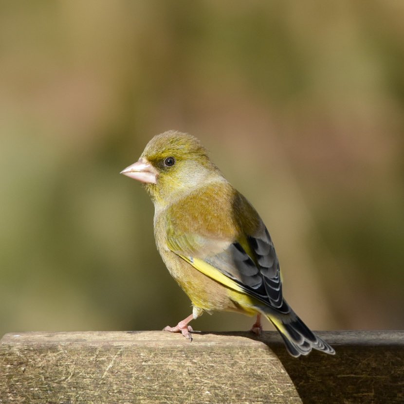 BillyWildlfe's tweet photo. Greenfinches 
•
•
•
#greenfinch #greenfinches #RSPB #rspb_birds @Natures_Voice @RSPBScotland @RSPBLochwinnoch https://t.co/lCxFlzGDjf