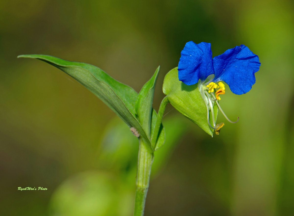 【真作】【WISH】戴爭 タイソウ 「あじさい」 水彩 　　〇中国デザイナー、現代中国絵画5人展 #19032468 水彩画 (@suisaigagaga) ⁄ Posts ⁄ X