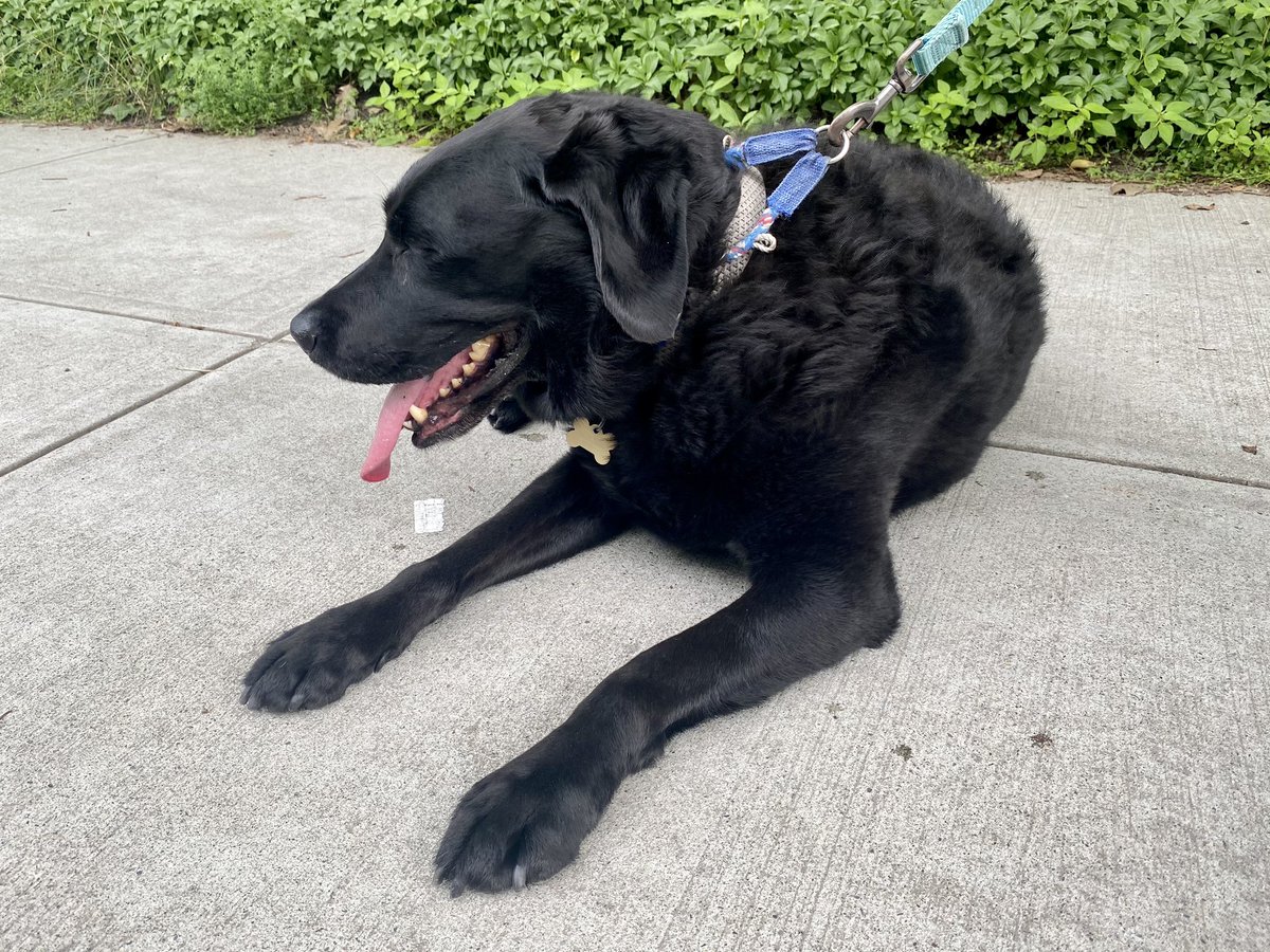 Dogs I meet: Summer's dog days, defined. His mom told me his name, but it was difficult to pronounce and I was too shy to ask her to spell it for me. So I sat on the sidewalk to take photos. #dogsoftwitter #summer @dogandpuplovers @dogcelebration @ok32650586