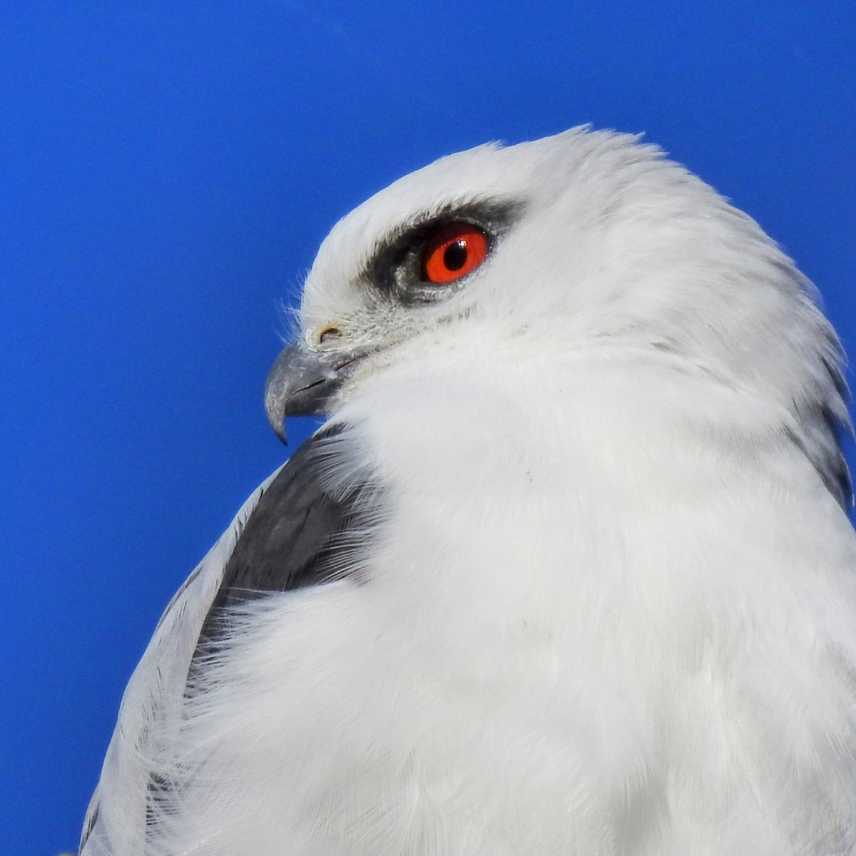 NatureMapr's tweet photo. The eye of the kite.

With thanks to @HelenWylks for this sighting of a Black-shouldered Kite or Elanus axillaris, currently featured on Canberra Nature Map: https://t.co/AaETVVdkG6 #NatureMapr #birdwatching #birdphotography @BirdlifeOz @CitSciOZ https://t.co/kT5KtgxB7E