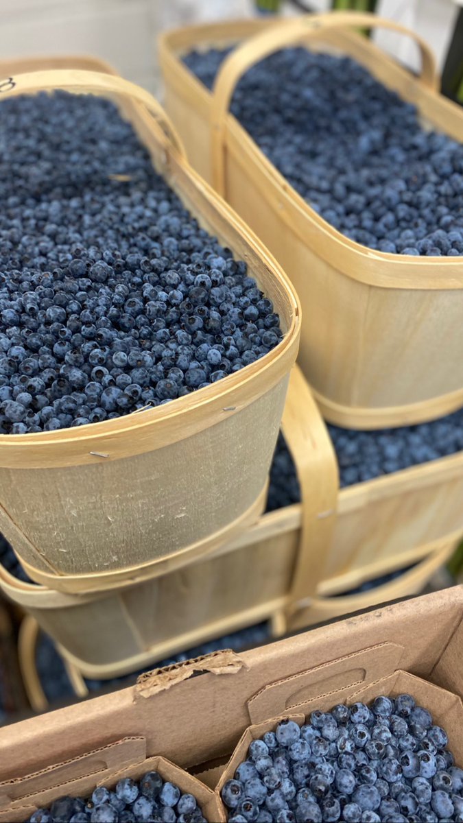 Wild Blueberries are delicious!!