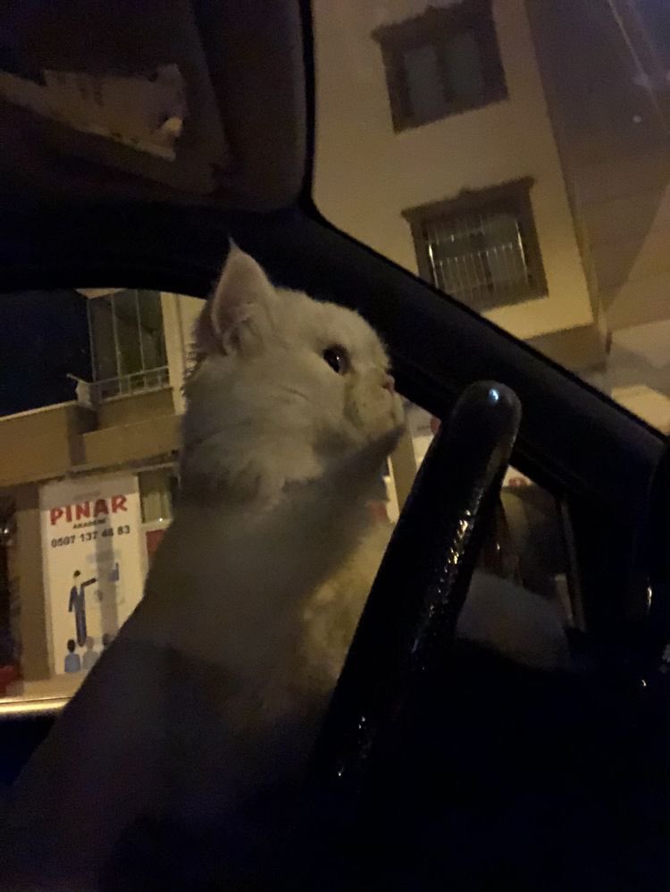 lee know as cats 🐱 (@linoascats) on Twitter photo 