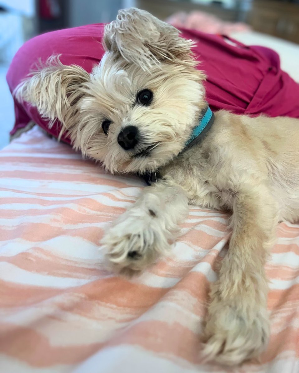 justjossn's tweet image. It’s #nationalmuttday &amp;amp; McQueen is a Yorkie mix 🐾 || #spoileddog #yorkielife #lovemydog