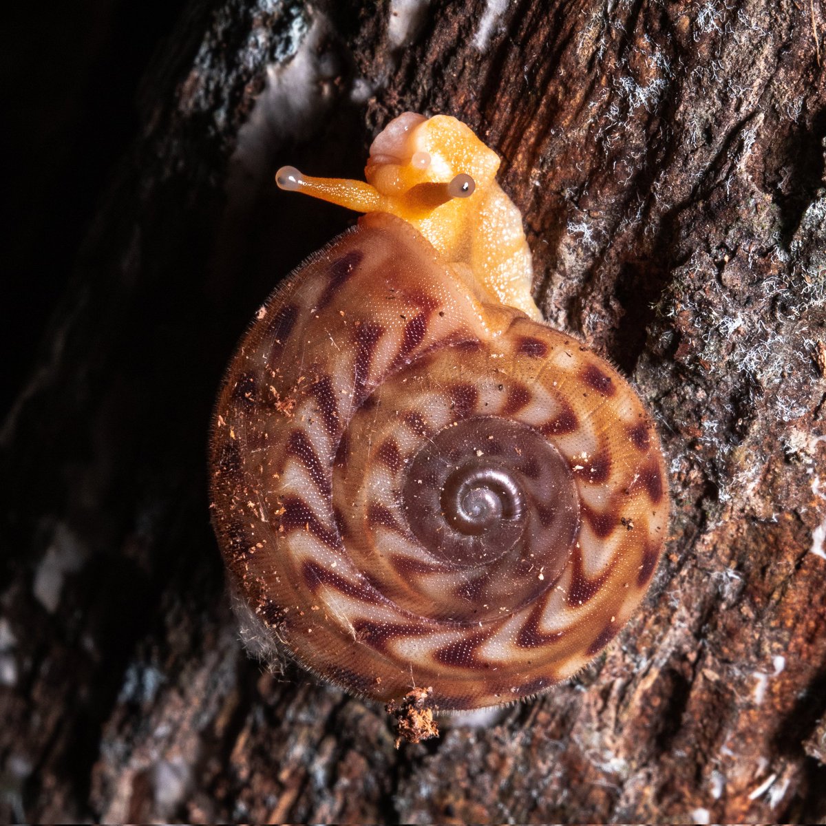 projetomantis's tweet photo. Nunca vimos tantos caracóis como na Rebio de Sooretama! Eram espécies com diversos formatos de conchas e cores incríveis. Esse, do gênero Solaropsis, chamou atenção pela concha estampada e corpo laranja vibrante. O mais legal foi encontrar vários em um mesmo trecho de floresta. https://t.co/jWis7IZeuV