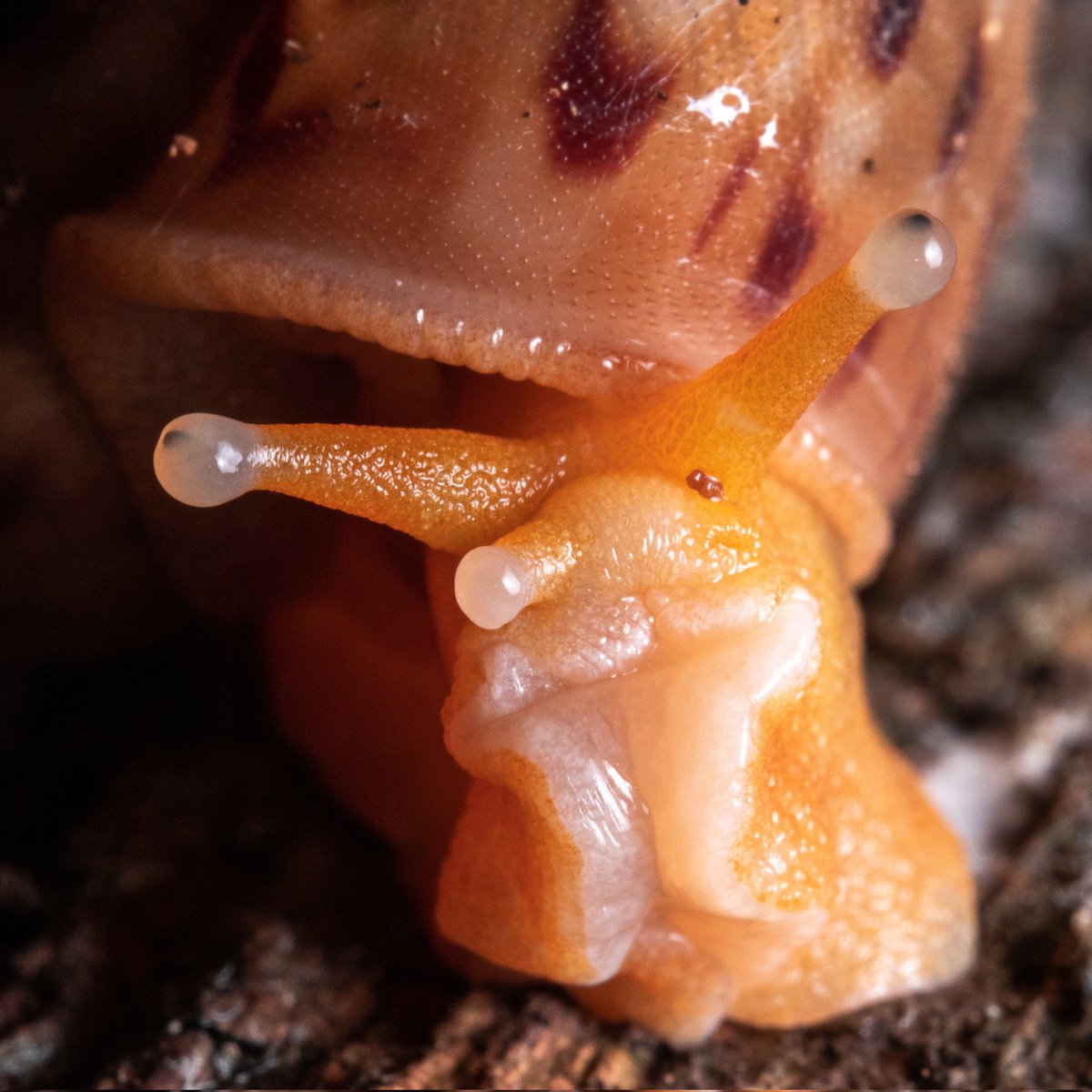Nunca vimos tantos caracóis como na Rebio de Sooretama! Eram espécies com diversos formatos de conchas e cores incríveis. Esse, do gênero Solaropsis, chamou atenção pela concha estampada e corpo laranja vibrante. O mais legal foi encontrar vários em um mesmo trecho de floresta.