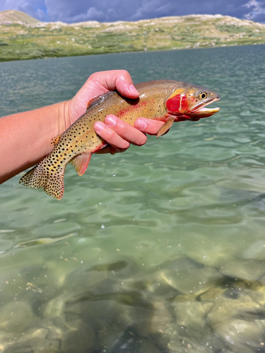 mountain mAndrew tweet media