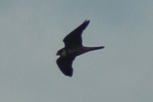 kentdowns6's tweet photo. East Kent farmers creating new wildflower grasslands at scale providing insect, small mammal and prey abundance and drawing in peregrine, kestrel, red kite by day, and hobby and barn owl at dusk. Farmers leading nature recovery 🐦🦋🪲🌻🐝 https://t.co/I3P3bWZQL7