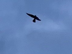 kentdowns6's tweet photo. East Kent farmers creating new wildflower grasslands at scale providing insect, small mammal and prey abundance and drawing in peregrine, kestrel, red kite by day, and hobby and barn owl at dusk. Farmers leading nature recovery 🐦🦋🪲🌻🐝 https://t.co/I3P3bWZQL7