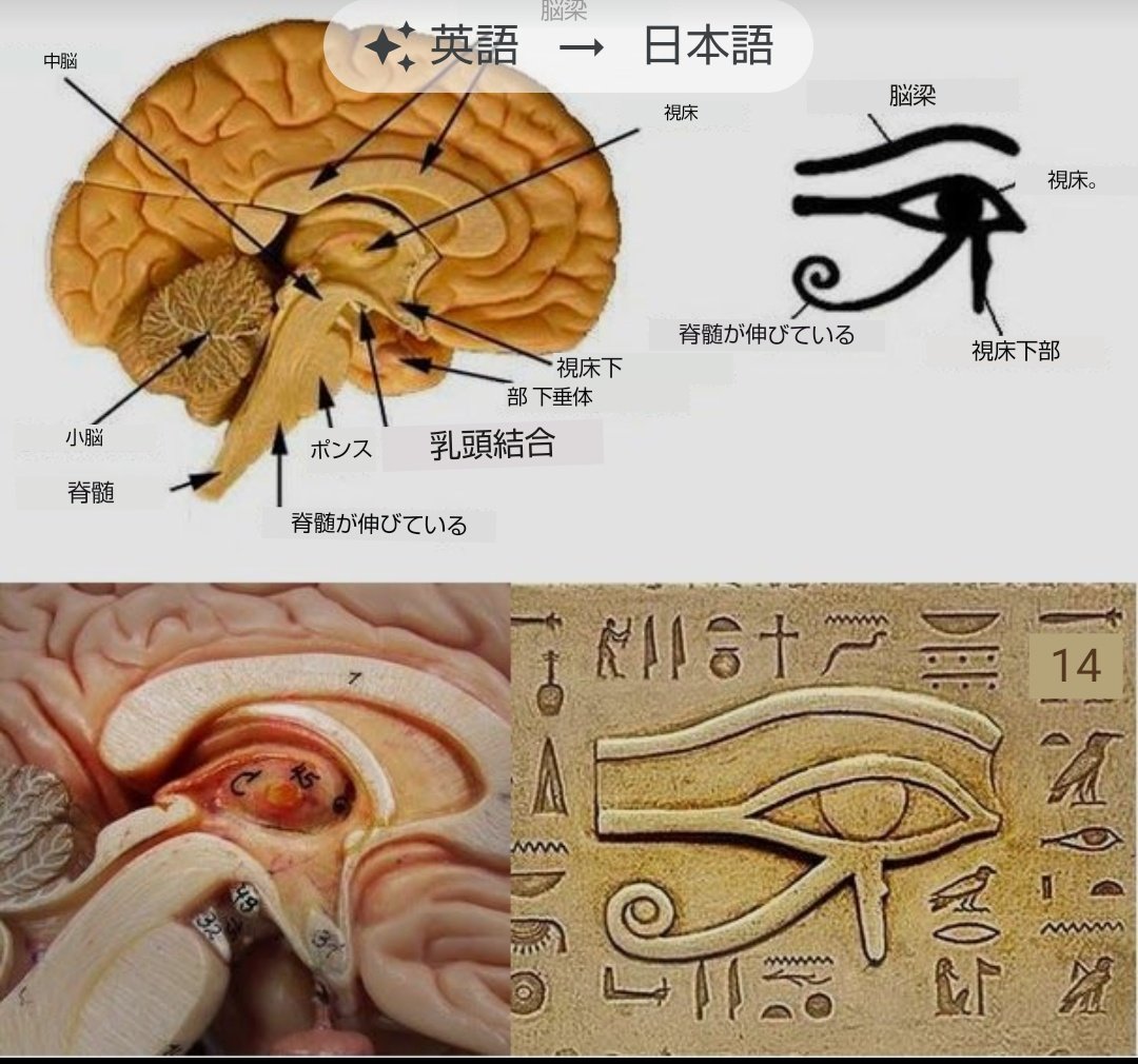 松果体または第 3 の目は、主に物質世界と霊的世界の間の接続として機能するため、人体の中で最も集中的に標的にされ、毒を盛られた腺です。

私たちの古代の先祖とその教えによれば、それはより高い意識状態への鍵です。古代エジプトでは、松果体は精神または魂の座として知られていました。
↓
