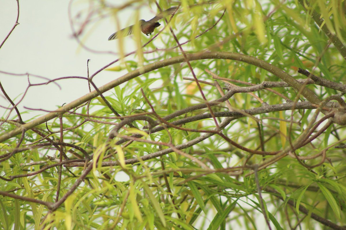 Colibrí en la uni #utcancun <a href="/UTCancun/">UT Cancún BIS</a>
