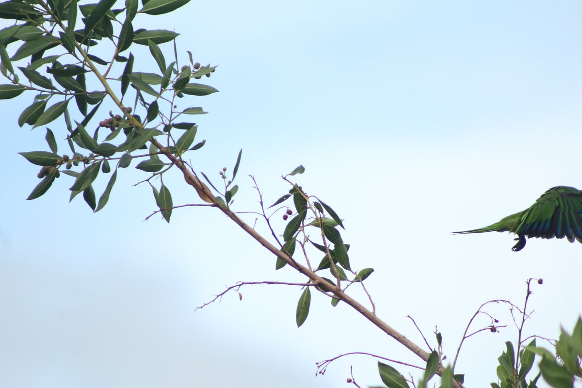 Loros en la universidad #utcancun <a href="/UTCancun/">UT Cancún BIS</a>