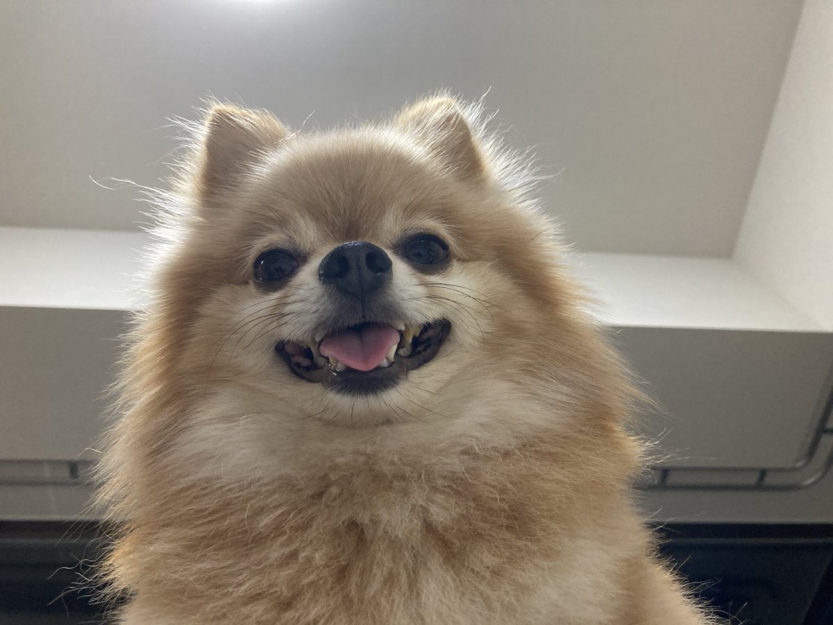 shorappa's tweet photo. 目を覚ますと、犬の惑星。 https://t.co/lqObI00ef9