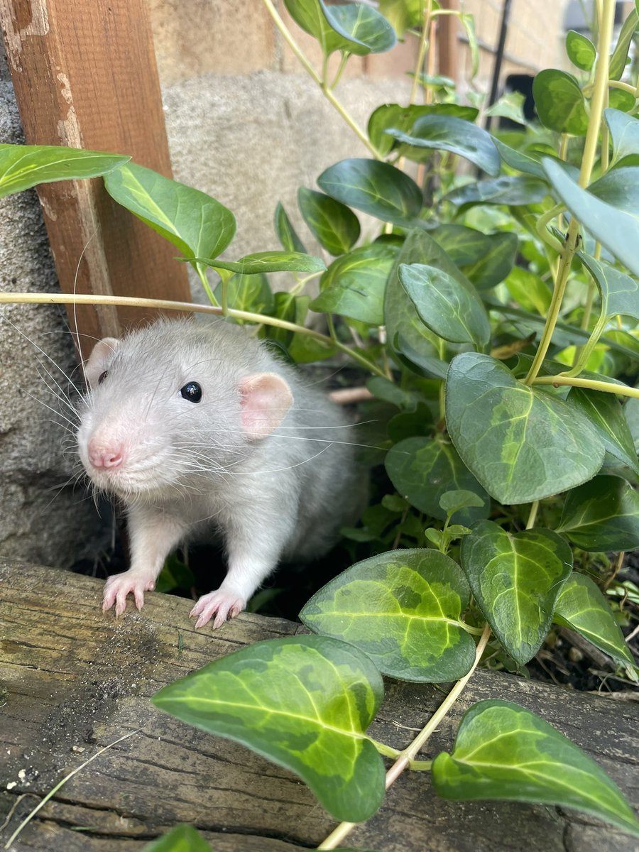 charmedComm's tweet image. Sun bath for thoses sweet peas of mine. 
Bébé Clo 🐱, Elli 🐀 and Oli 🐁