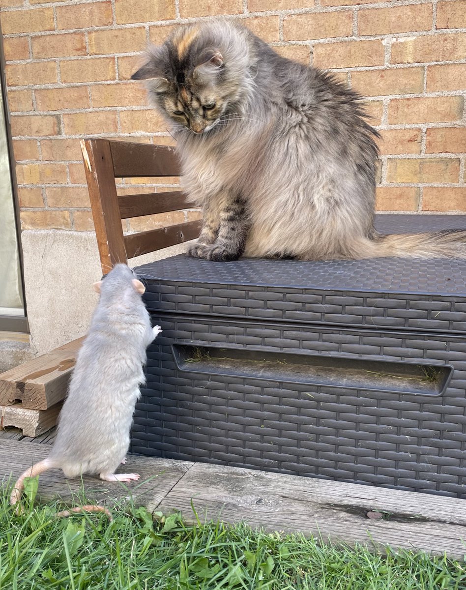 charmedComm's tweet image. Sun bath for thoses sweet peas of mine. 
Bébé Clo 🐱, Elli 🐀 and Oli 🐁