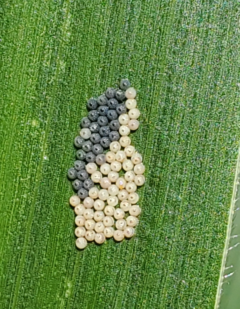 Gilles Quesnel tweet media