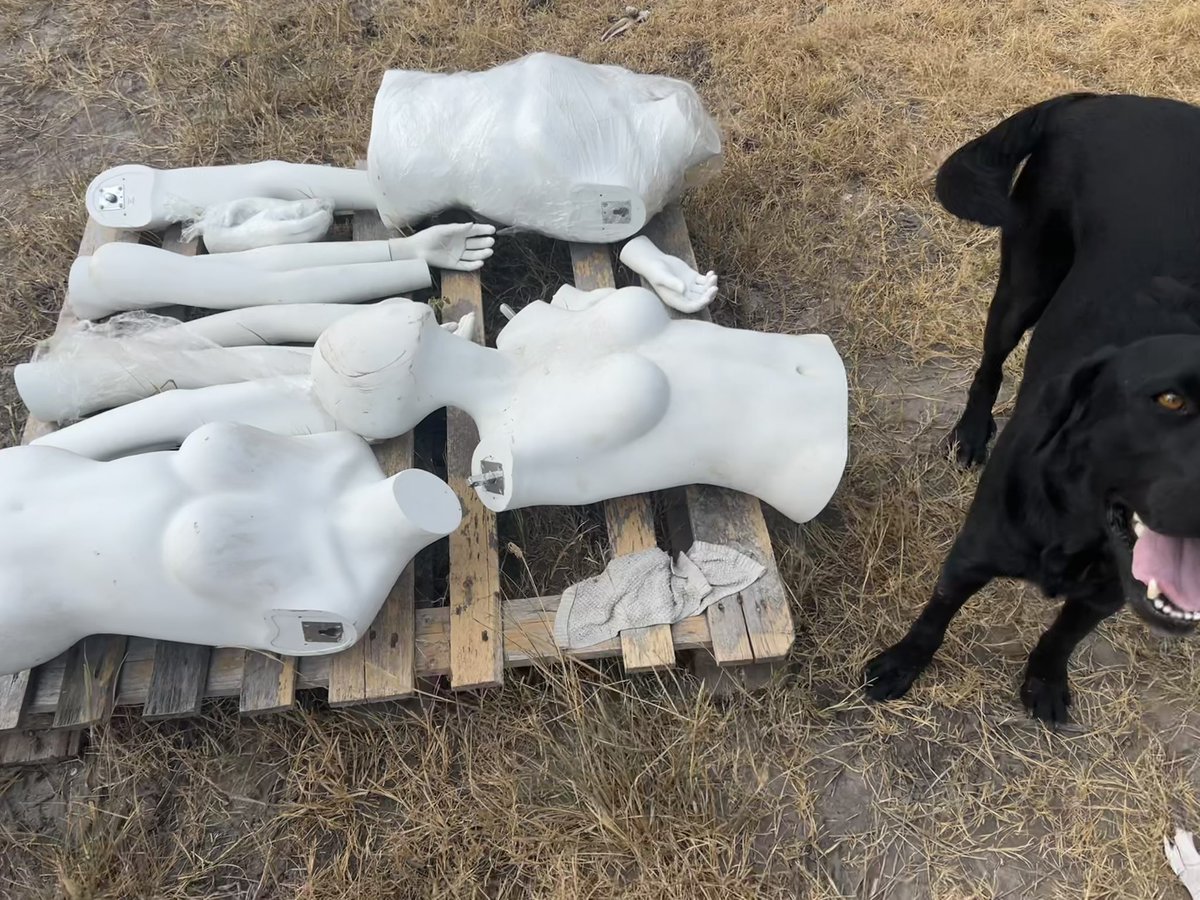 OrdnanceLab's tweet photo. Allie is very excited that we got these #mannequins from Weapon Genetics to use for our #LastOfUs #NailBomb video.

#Explosives #HighExplosives #DestructiveDevice #Labs #LabsOfInstagram #Labrador #Labradors #LabradorRetriever #Dogs #DogsOfTwitter #LabLove #BlackLabs https://t.co/zRzhFhKRqv