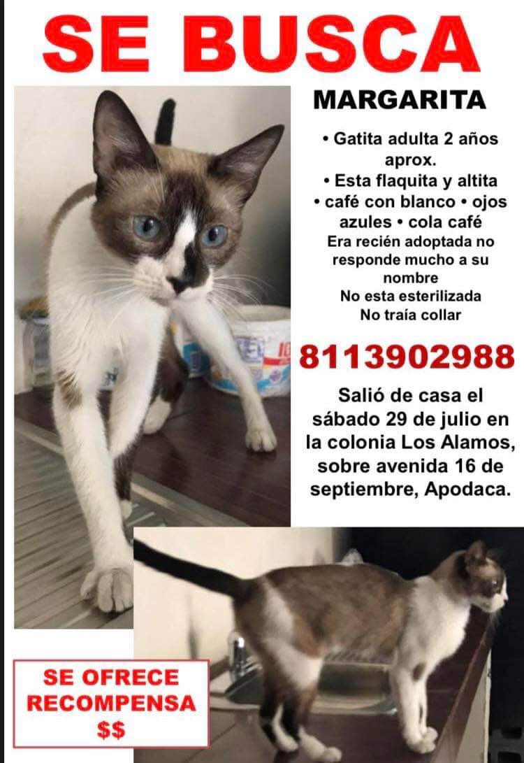 #SeBusca Gatita perdida en Apodaca