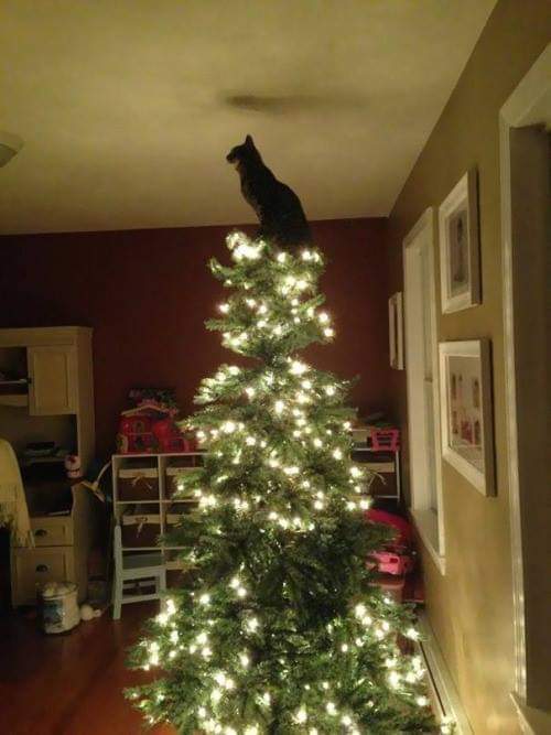 WeAssessCats's tweet photo. The best star I’ve ever seen ❤️ https://t.co/8FfyAuaszD