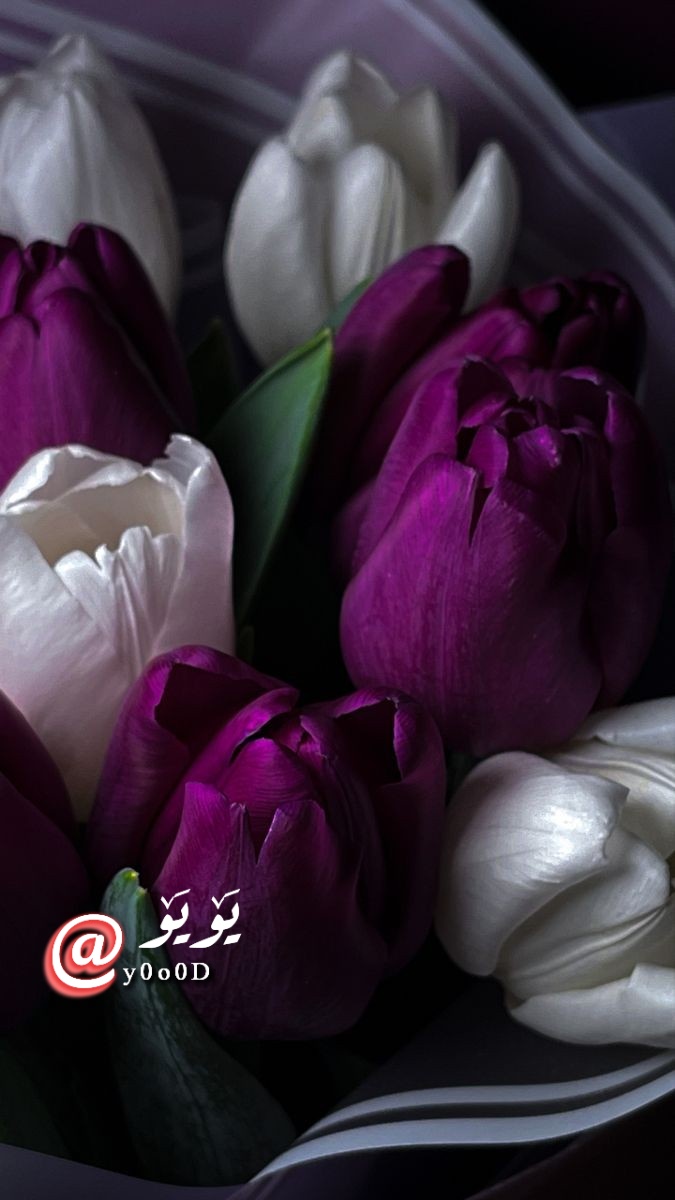 ••ᘓ᭄⍣⃝ ˓٭˛✿|• 𓏲••𝒴ℴℴ𝓈𝓊𝒻••♥ tweet media