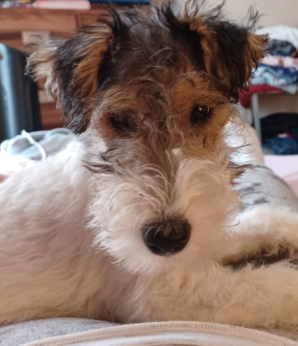 wvevie's tweet photo. @JonahDispatch This is my Pippa. https://t.co/l1C4RR3EoI