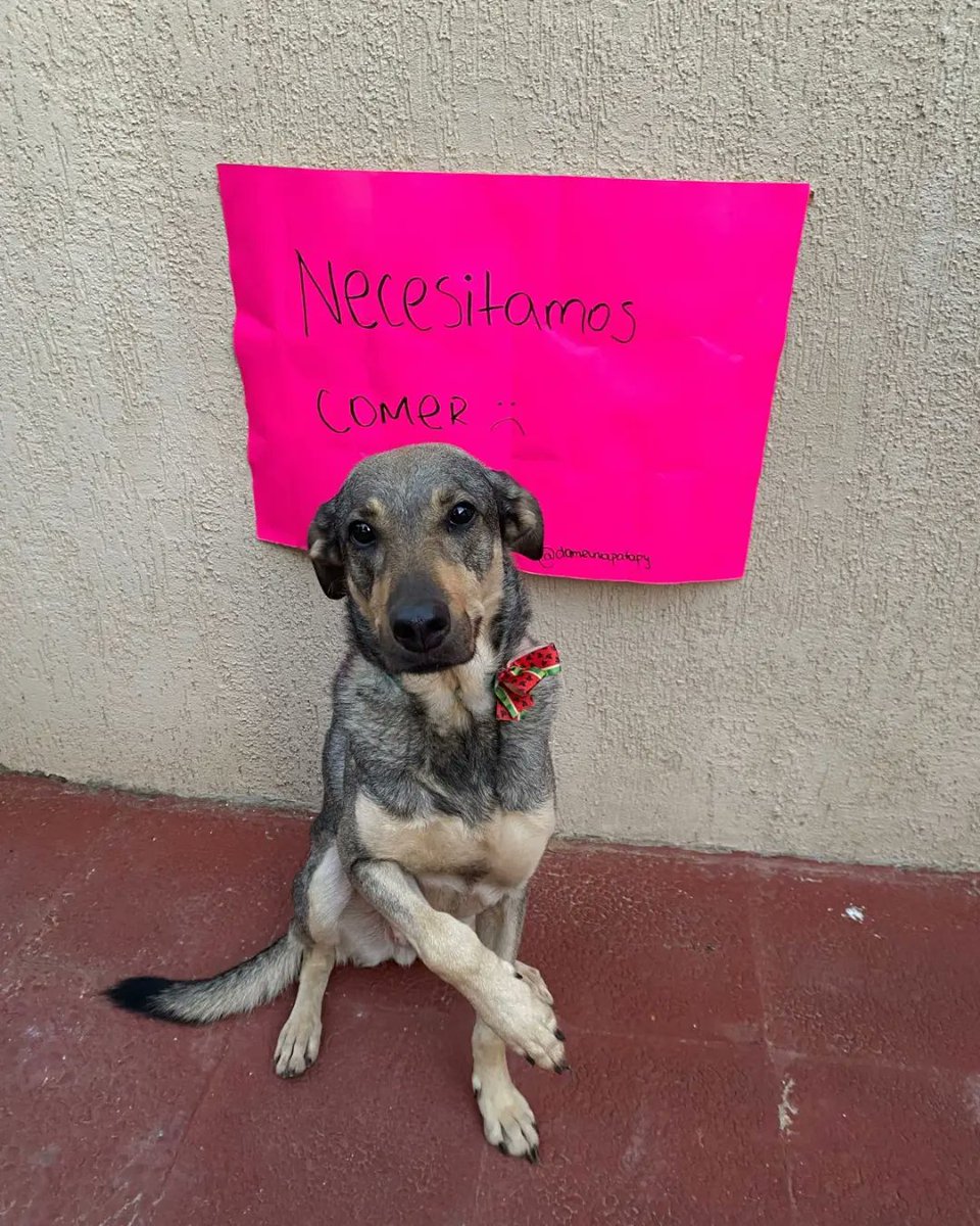 Necesitamos balanceado URGENTE tíos y tías 😭🙏🏼🆘
Tenemos 55 perros y 30 gatos que deben comer todos los días, aún no recibimos las donaciones mensuales que solemos recibir para poder cubrir el alimento de todas las guarderías y veterinarias donde están nuestros rescatados 🥺