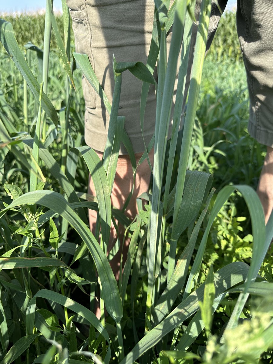 rwl51's tweet photo. 2nd cut of Oats and alfalfa coming along very nicely  2 1/2” of rain doesn’t hurt https://t.co/SYg6Ld3fFl