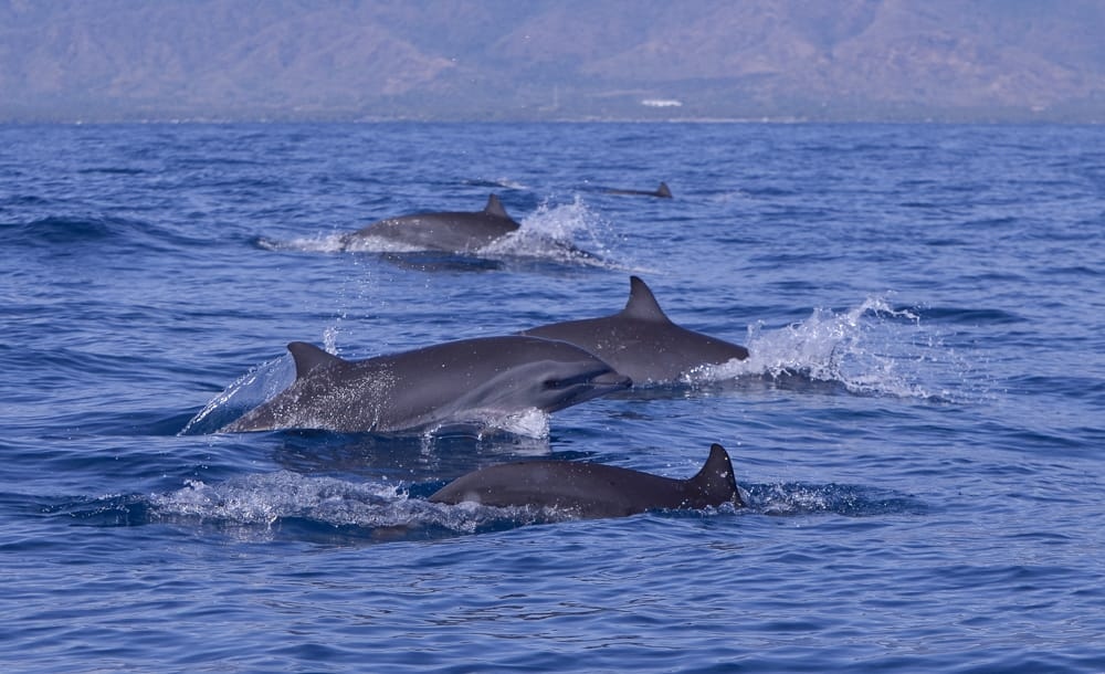 Dolphin_Project's tweet photo. Fraser's dolphins and Risso's dolphins wild and free, just as nature intended! 🐬 
The Umah Lumba team participates in daily behavioral and species monitoring in West Bali National Park (near the Umah Lumba Center). Dive deeper into our work at: https://t.co/RPMmGREcYl https://t.co/ReUxX3Wodv