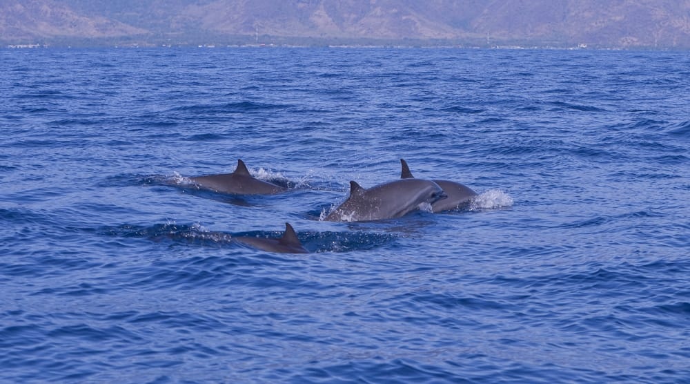 Dolphin_Project's tweet photo. Fraser's dolphins and Risso's dolphins wild and free, just as nature intended! 🐬 
The Umah Lumba team participates in daily behavioral and species monitoring in West Bali National Park (near the Umah Lumba Center). Dive deeper into our work at: https://t.co/RPMmGREcYl https://t.co/ReUxX3Wodv