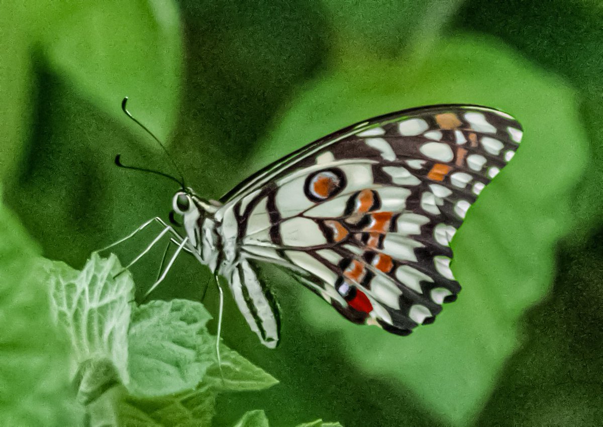 Tareeq Iqbal Mohammed (@tareeqiqbalmohd) on Twitter photo Lime Butterfly🦋
#TitliTuesday
<a href="/IndiAves/">IndiAves</a> <a href="/Avibase/">Avibase (Denis Lepage)</a>
<a href="/naturelovers/">Nature Lovers</a>
<a href="/ThePhotoHour/">#ThePhotoHour</a>
<a href="/photooftheday/">Photos of the Days</a>
<a href="/NatButterflies/">National Butterfly 🦋</a> <a href="/KalyaniMuktevi/">Kalyani Sharma</a> <a href="/KitChitKat/">❄️May Peace Prevail❄️</a>
<a href="/_zareenfatima/">Zareen Fatima زرین فاطمہ</a> <a href="/Lightroom/">Adobe Lightroom</a> <a href="/DavidMariposa1/">David</a>
<a href="/butterflywhisp/">Butterfly Whisperer</a> <a href="/savebutterflies/">Butterfly Conservation 🦋</a> <a href="/BeeAsMarine/">🐝 Dr. Marine TREBAUL Ⓥ𓃟 PhD - #SDGs - #Breton</a> <a href="/TheTiny_Earth/">Nikon Tom</a> <a href="/StealthButterf1/">Stealth Butterfly</a> <a href="/JiranaJithendr1/">Jirana's Butterfly Kaleidoscope</a> Lime Butterfly🦋
#TitliTuesday
<a href="/IndiAves/">IndiAves</a> <a href="/Avibase/">Avibase (Denis Lepage)</a>
<a href="/naturelovers/">Nature Lovers</a>
<a href="/ThePhotoHour/">#ThePhotoHour</a>
<a href="/photooftheday/">Photos of the Days</a>
<a href="/NatButterflies/">National Butterfly 🦋</a> <a href="/KalyaniMuktevi/">Kalyani Sharma</a> <a href="/KitChitKat/">❄️May Peace Prevail❄️</a>
<a href="/_zareenfatima/">Zareen Fatima زرین فاطمہ</a> <a href="/Lightroom/">Adobe Lightroom</a> <a href="/DavidMariposa1/">David</a>
<a href="/butterflywhisp/">Butterfly Whisperer</a> <a href="/savebutterflies/">Butterfly Conservation 🦋</a> <a href="/BeeAsMarine/">🐝 Dr. Marine TREBAUL Ⓥ𓃟 PhD - #SDGs - #Breton</a> <a href="/TheTiny_Earth/">Nikon Tom</a> <a href="/StealthButterf1/">Stealth Butterfly</a> <a href="/JiranaJithendr1/">Jirana's Butterfly Kaleidoscope</a>