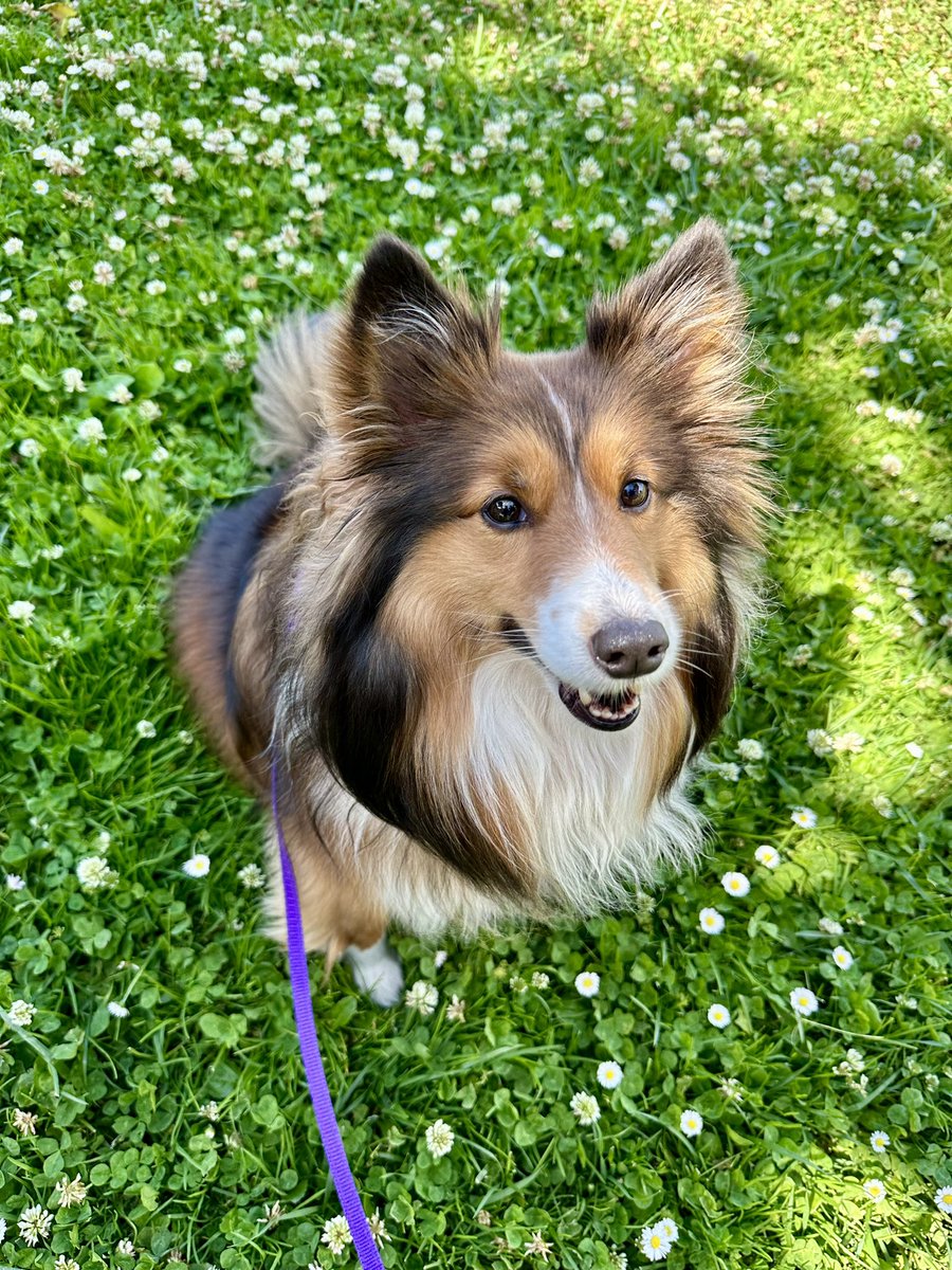 JessicaZepeda_'s tweet photo. Spending my birthday in San Francisco! 🥳 🎂 

Lola, one of my dogs for the day! #NotTheDogFromLassie 😂 #Sheltie #HighmaintenanceDog 💅🏼 https://t.co/2PmsUUSn8V