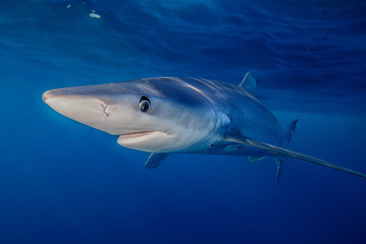 NCAquariumFF's tweet photo. #BlueSharks are so named because of the deep indigo coloring on their backs and vibrant blue shades on the sides of their bodies. They hunt by detecting electromagnetic pulses, as do all sharks, and can sense a heart beating from miles away. #SAFEsharks https://t.co/c9ddrCX9AH