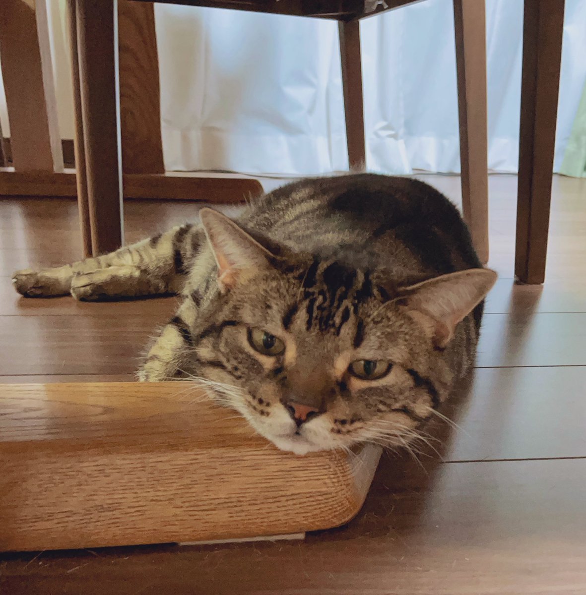 暑くてトロける8月8日〜
台風どこか遠くへ行って〜

#世界ねこの日
#平和な
#ねこの日常