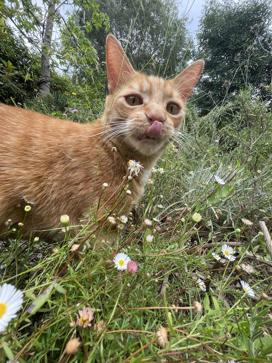 PerdiPerdices's tweet photo. @ShouldHaveCat https://t.co/a0eNJmkL04