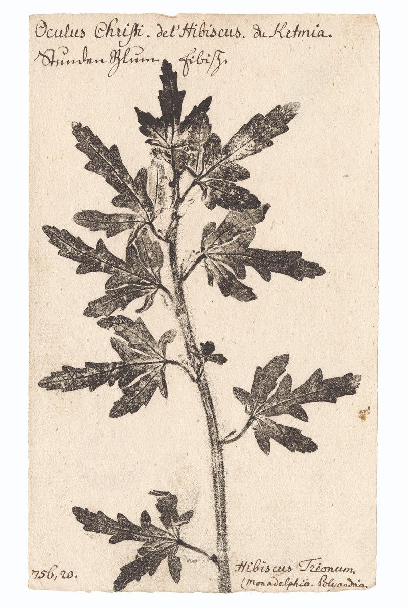 #jep2023 #savethedate
IDÉE 4️⃣
☘️ 2e atelier-famille pour découvrir la technique du Kataki zomé aussi appelée eco-print.
🔨Matériel fourni.

📌 Rdv ven. 15/09 à 16h30 ou à 17h45 (durée 1h).
Atelier dès 12 ans.
Réservation obligatoire à archives-mediation@strasbourg.eu