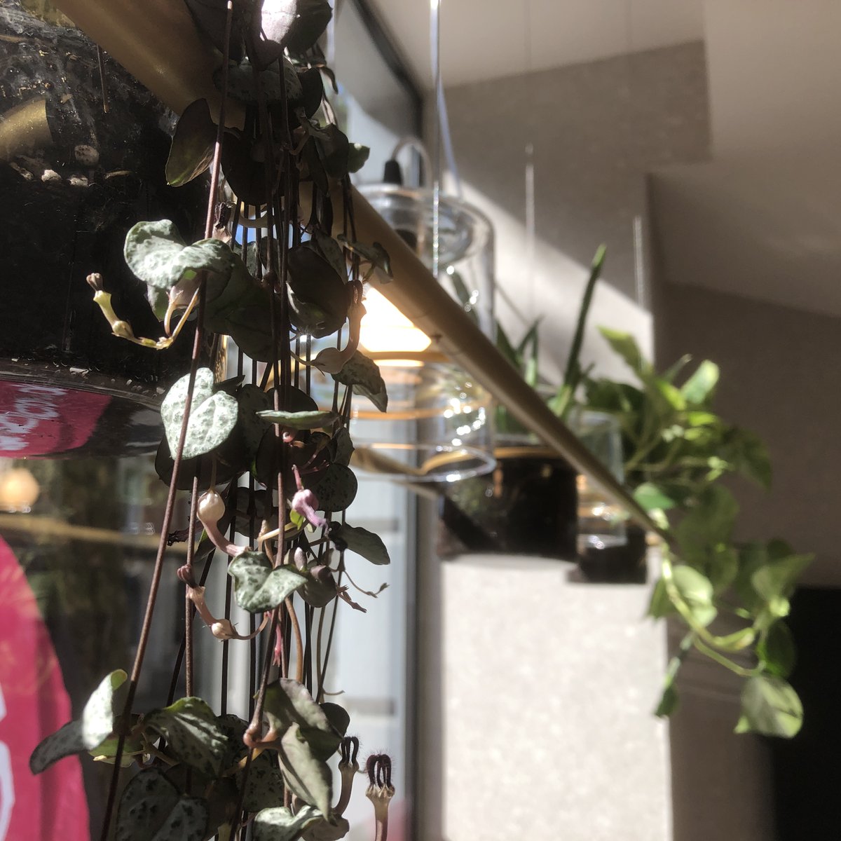 Synergy_Lights's tweet photo. #Biophilic Lighting brings the outdoors in, promoting wellbeing in commercial interiors. Enhance the connection to nature while benefiting from the soothing effects of thoughtfully designed light. 🌱🌞

https://t.co/8a7zug1SZp

#NatureInside #WellnessSpace #lighting #interiors https://t.co/EjPpg7P65X
