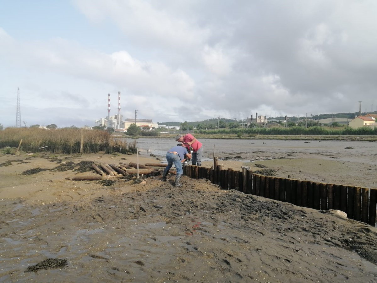 🌊Work continues in the #Mondego estuary, now with the construction of a wooden palisade to reduce the flow velocity in the area and retain sediments.

Next challenge: transplanting Bolboschoenus and Juncus.

<a href="/IHCantabria/">IHCantabria</a> <a href="/figueiradafoz/">Figueira Da Foz</a> <a href="/LIFEprogramme/">LIFE Programme</a>