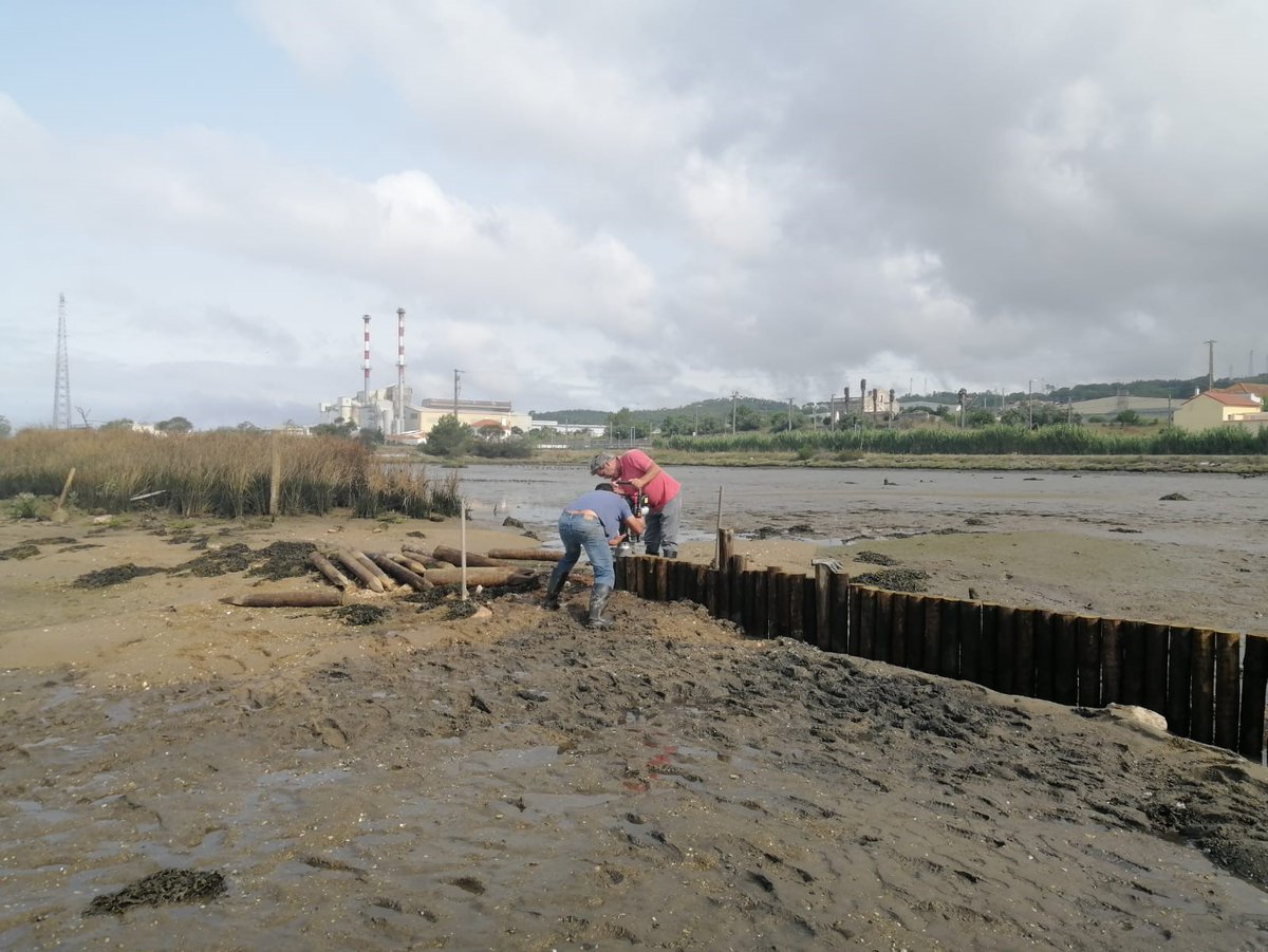 🌊Work continues in the #Mondego estuary, now with the construction of a wooden palisade to reduce the flow velocity in the area and retain sediments. Next challenge: transplanting Bolboschoenus and Juncus. @IHCantabria @figueiradafoz @LIFEprogramme