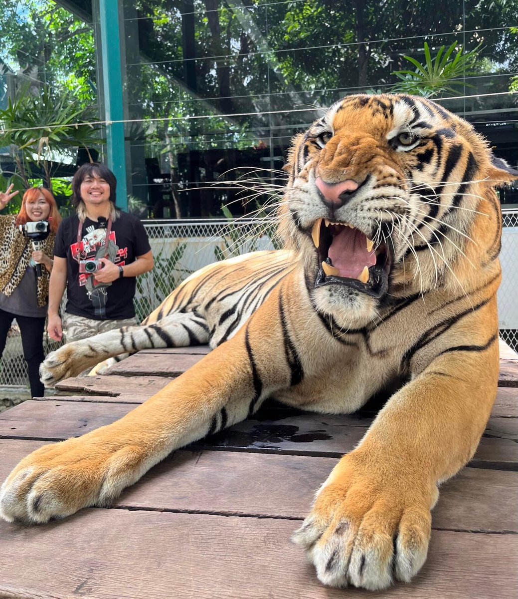 maartstudio's tweet image. I went to take a picture of a tiger at Tiger park Pattaya. It's very exciting because I went to catch the rudder and the tiger roared. So I got this picture to draw.  #tigerpainting #acrylicpainting #gopaint  #tigerparkpattaya