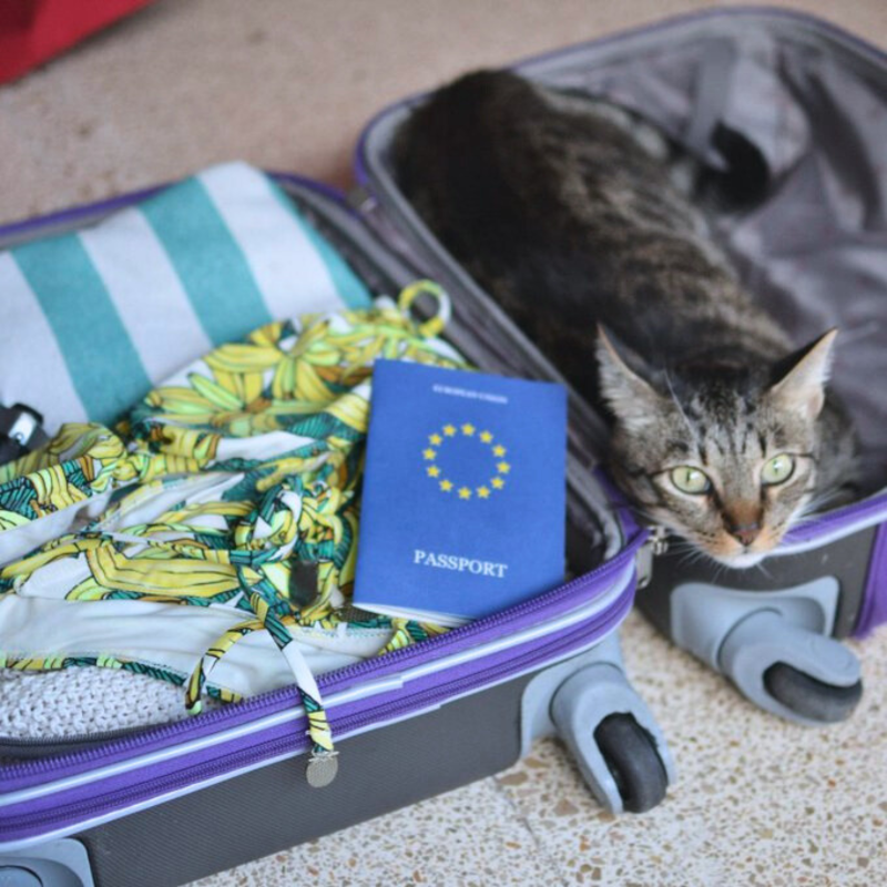 UEFrance's tweet photo. C'est la #JournéeInternationaleDuChat ! 🐱

Votre chat part en vacances avec vous ? N'oubliez pas son passeport ! 🛂

Le passeport européen pour animaux de compagnie permet de voyager simplement partout en Europe avec son chat, son chien ou son furet ↓

#WorldCatDay