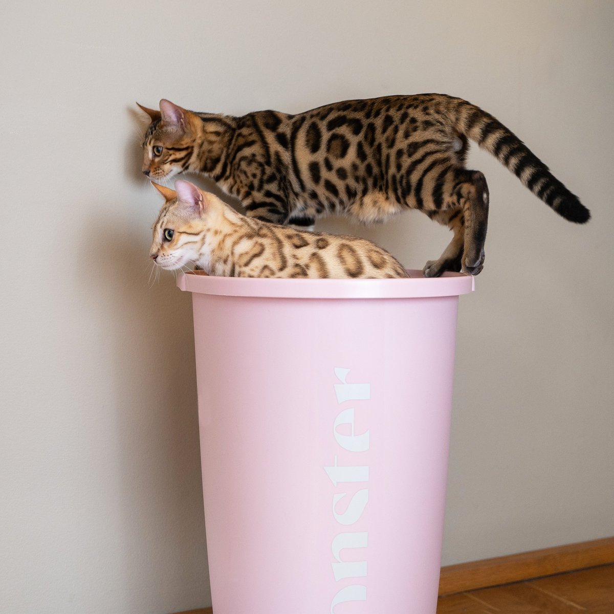 trejoipets's tweet photo. International Cat Day 😺

Retweet so cat lovers celebrate their beloved feline friends 🐈

#ınternationalcatday #catday #cat #cats #catlovers #catscatscats #catmom #catdad https://t.co/SIWPF91T9e