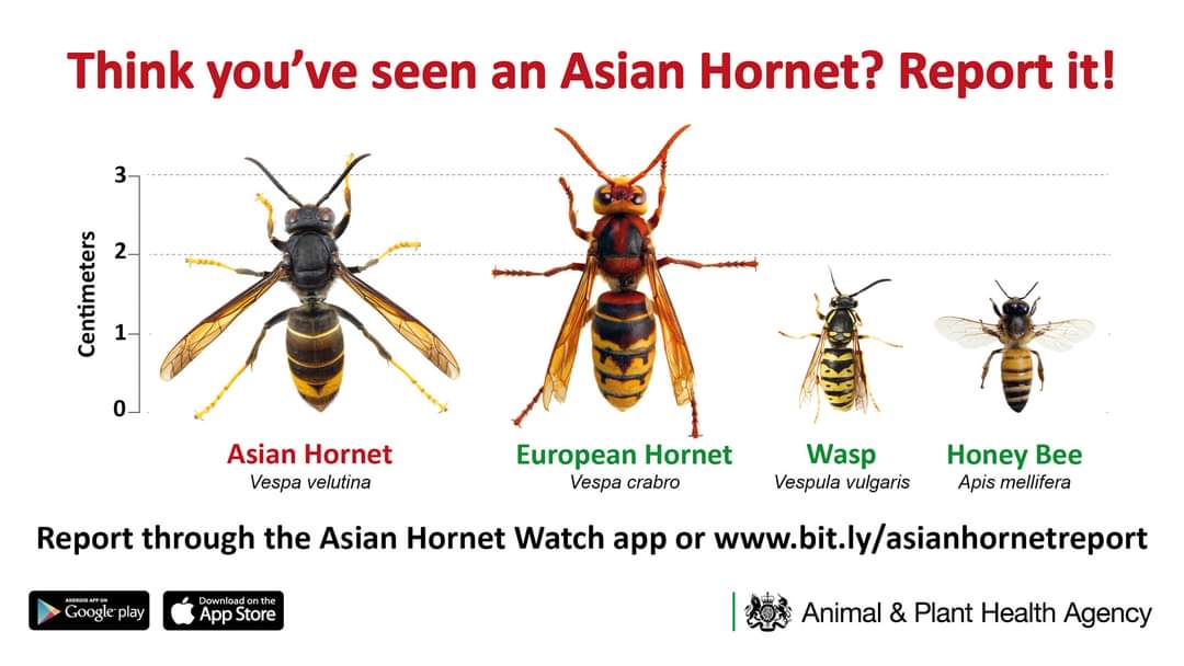britishbee's tweet photo. Unconfirmed Asian hornet reports from official sources continue. Some are near previous locations such as Plymouth and Folkestone. A new location is Kingsclere, Hampshire RG20. https://t.co/MCmVwjNb1W