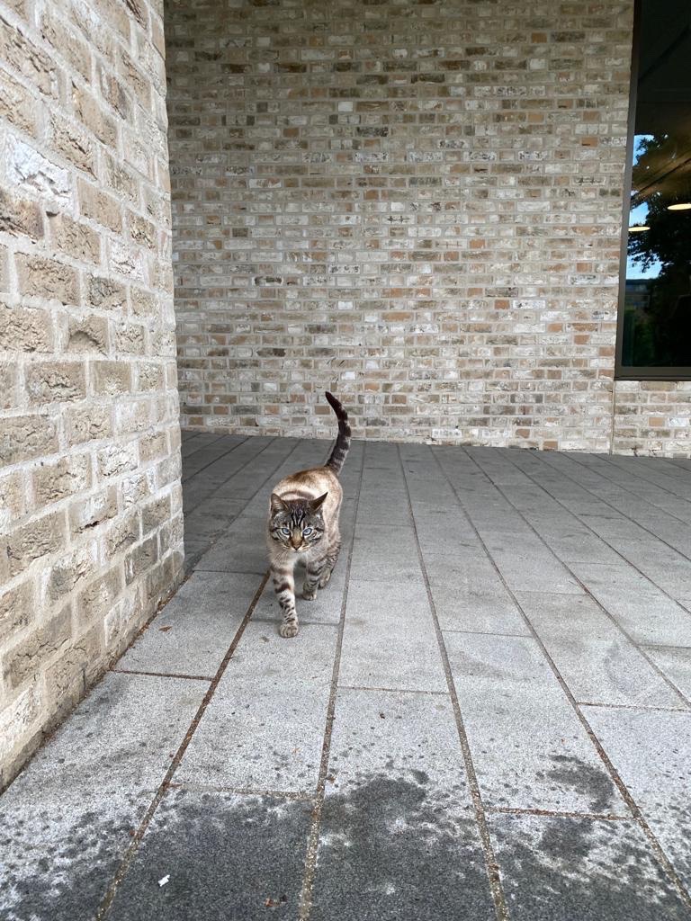 UR_Library's tweet photo. Celebrating #InternationalCatDay with our favourite campus cat, who always loves to be near the Library! ๐๐พ๐ป
#FelineTheLibrary
@RoehamptonUni @RoehamptonSU @Roe_Southlands https://t.co/c4w9DS7mmm