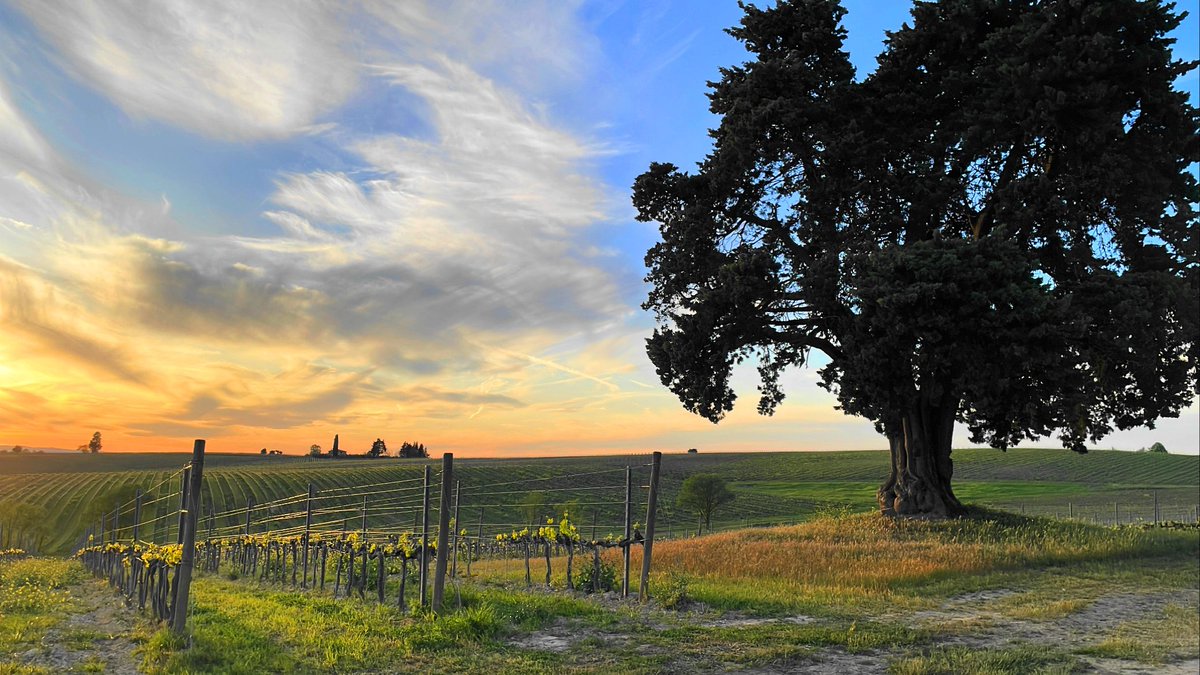 Reach us and taste the #ChiantiClassico wines and the #Supertuscan that come from that outstanding land.
Book your #WineExperience here 👉lornano.it/tour-tasting/ 

#winerytour #winetasting #toscana #italianwinery #chiantishire #sangiovese #lornano #fattorialornano