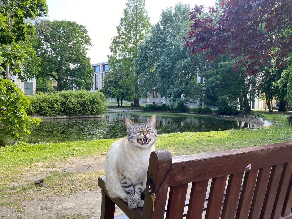UR_Library's tweet photo. Celebrating #InternationalCatDay with our favourite campus cat, who always loves to be near the Library! ๐๐พ๐ป
#FelineTheLibrary
@RoehamptonUni @RoehamptonSU @Roe_Southlands https://t.co/c4w9DS7mmm