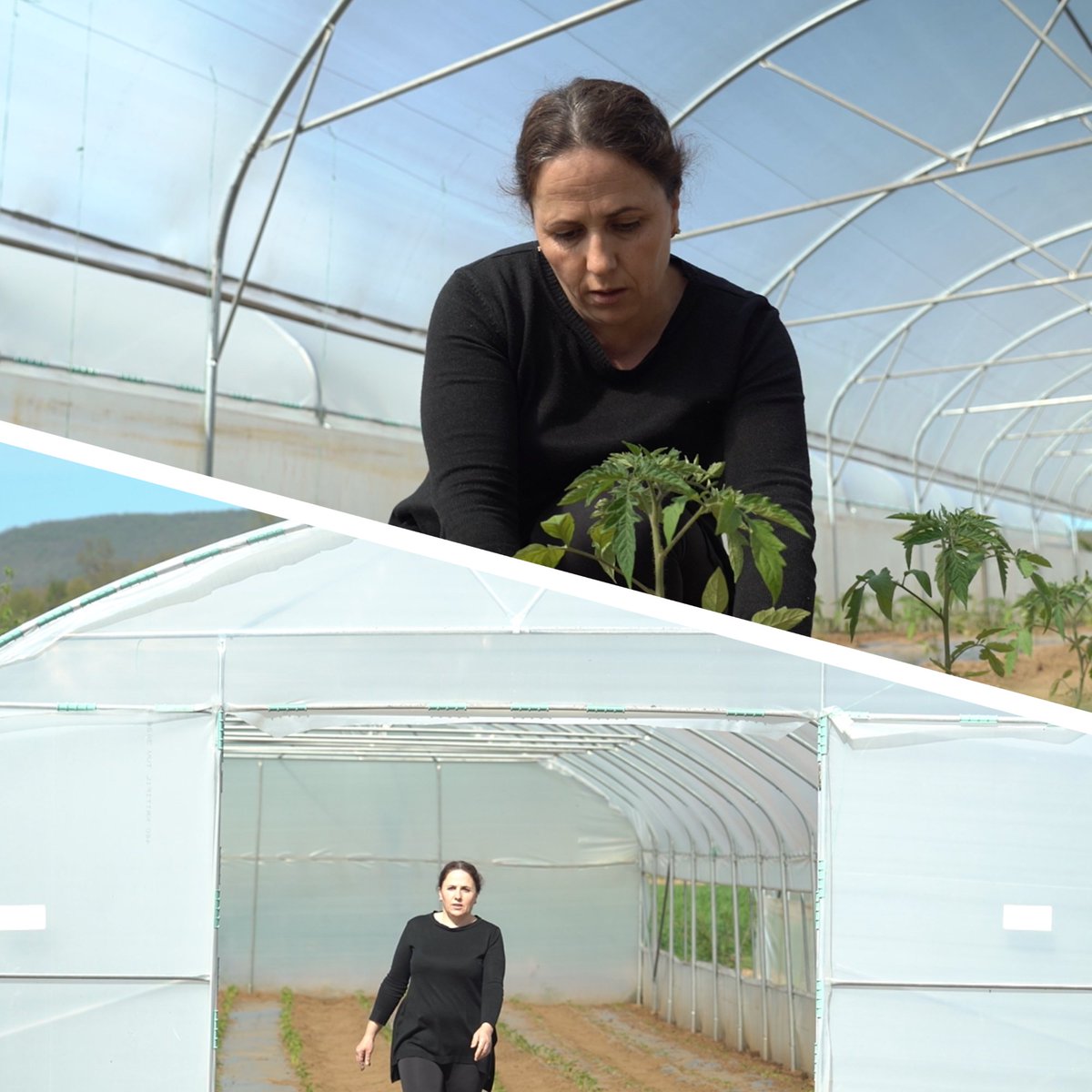 UNDP_Kosovo's tweet photo. Determined to redefine the future of the #labourmarket brimming w/ businesswomen like Sebahate, whose #greenhouse supports green goods cultivation &amp; reinforces #employment opportunities.🌱Thanks to #KEA for the support in implementing the #ALMP2 project for #repatriated persons. https://t.co/gl7kXmRUv4